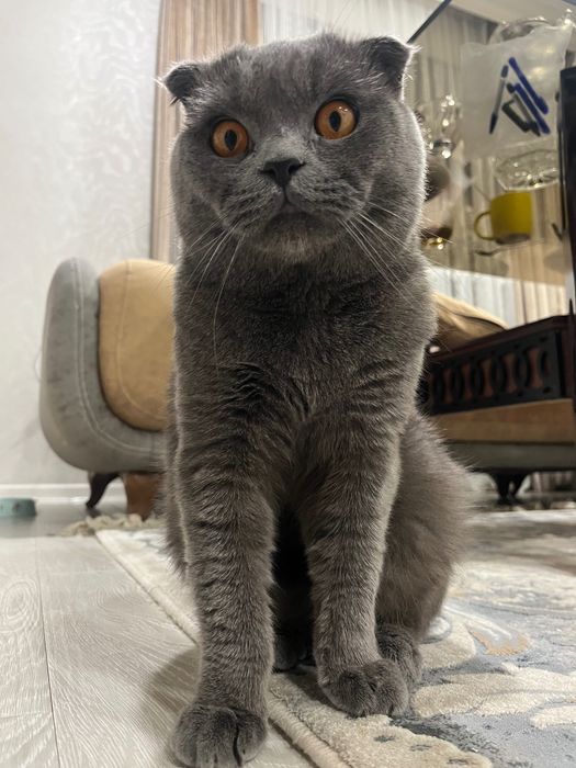 Кошка породистая Британская вислоухая