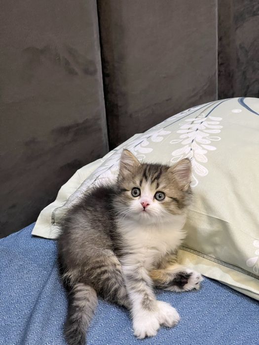 Котятки шиншиллы