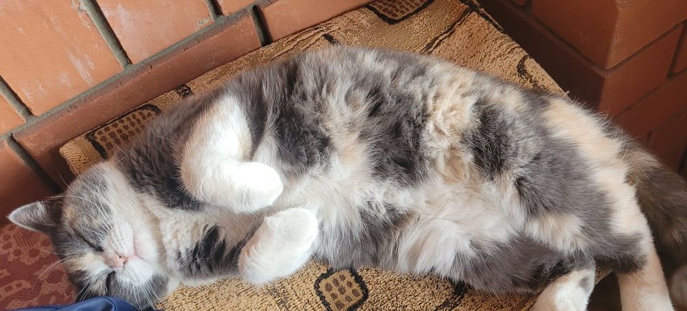 Пропала кошка чего белая