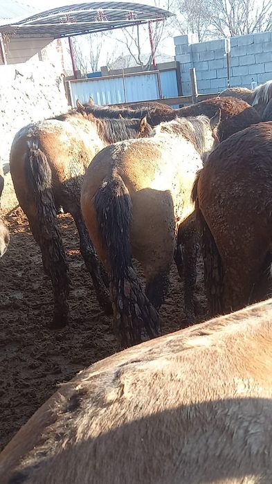 Күнделікті жас жылқылар сойылады жілікке