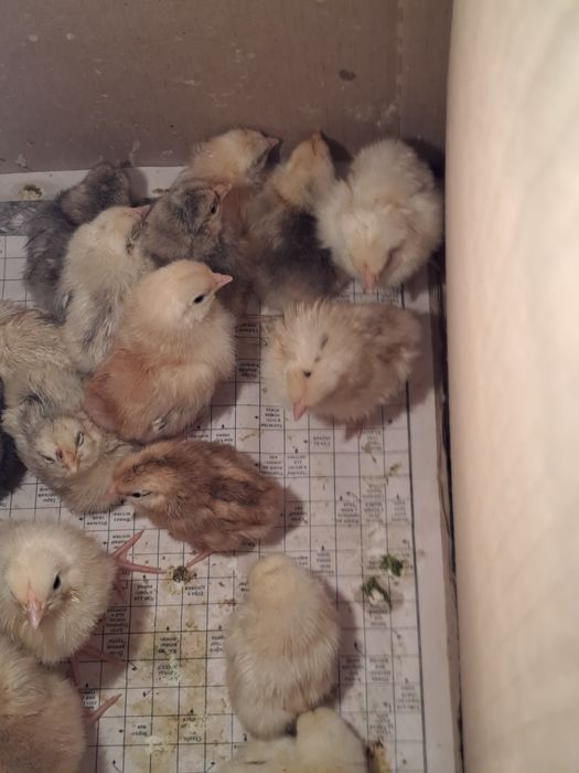 Продам  домашних цыплят