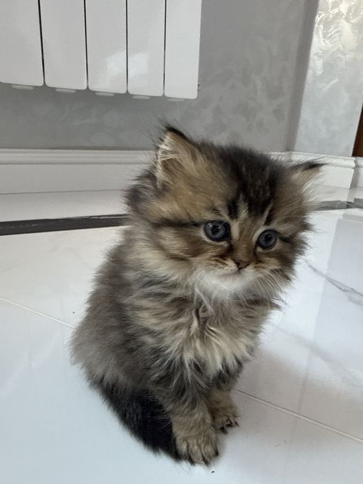 Шотландский скотиш страйт