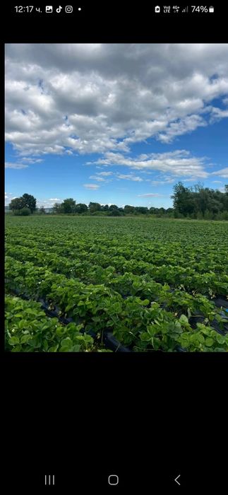 Качествен разсад ягоди