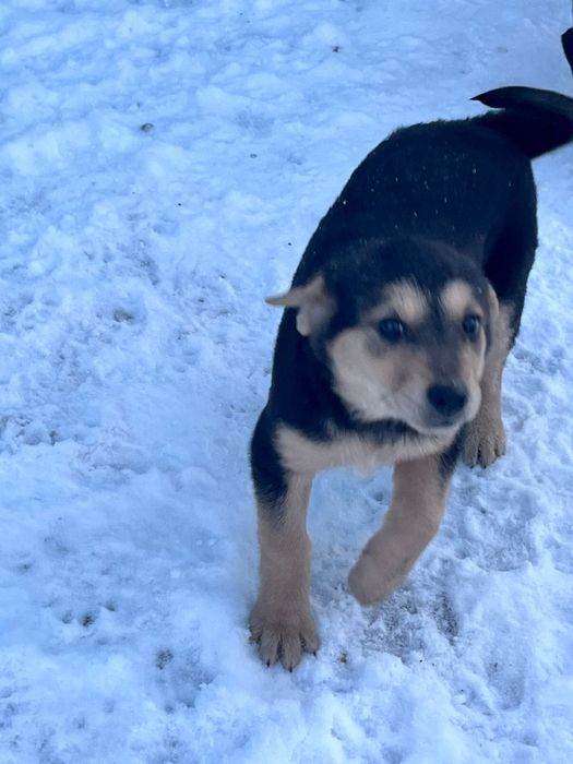 Отдам в добрые руки