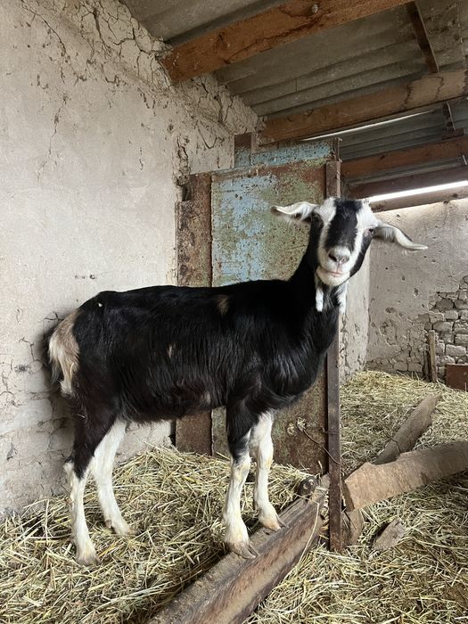 Ешкілер сатылады!