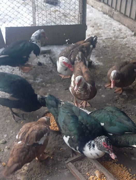 Индоутки на племя