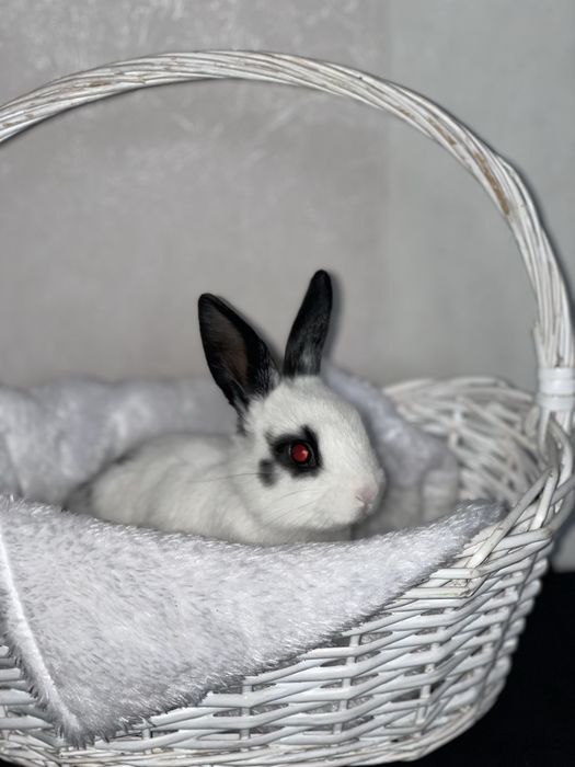 Кролики декоративные