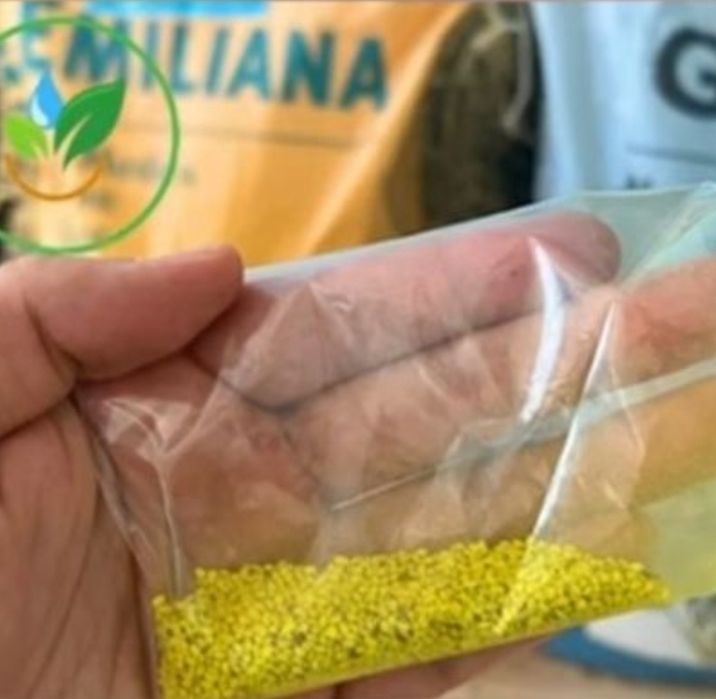 Жоңышқа emiliana люцерна