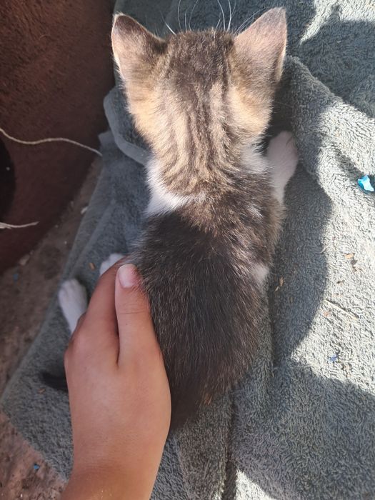 Patru pisicuțe care își caută o casă