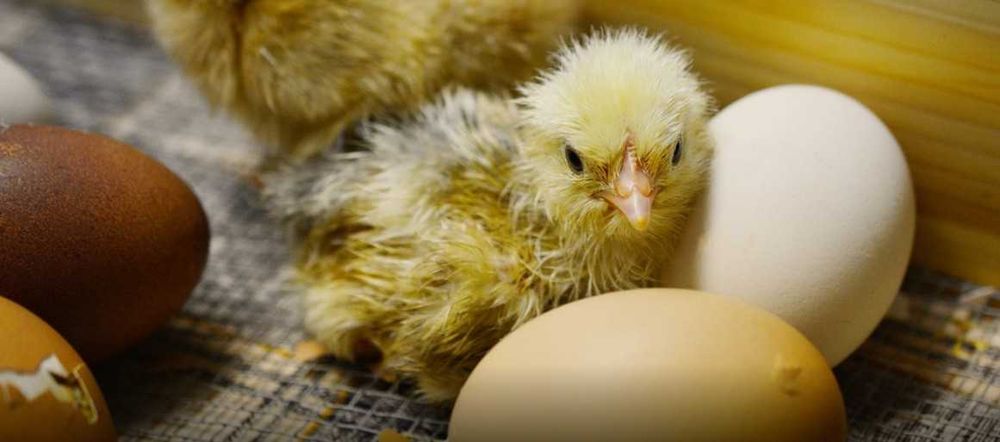 Incubator Clocitoare Electric 70 Oua Pui Gaina Gasca Rata Prepelita