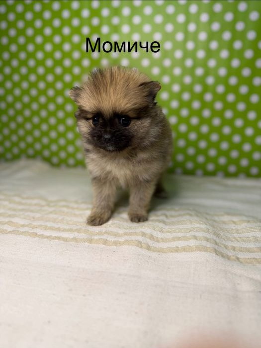 Померан мини  померанчета