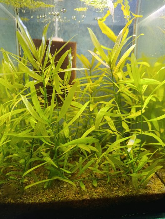 Plante de acvariu