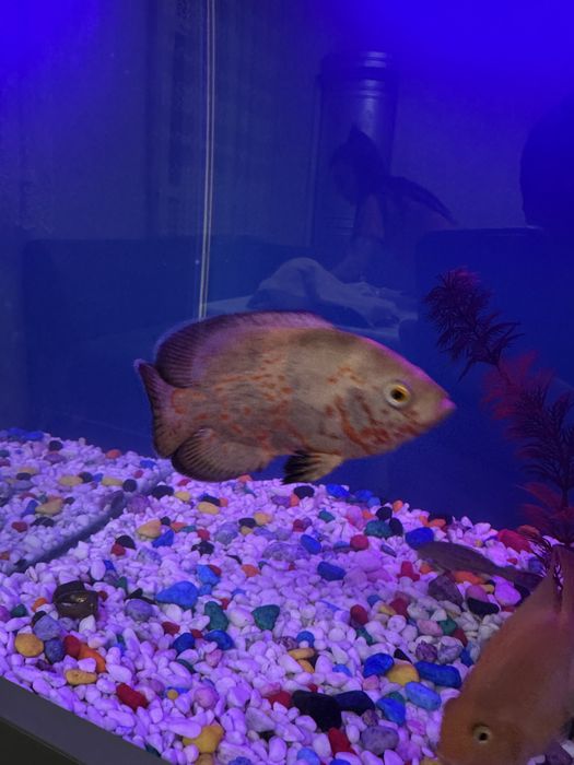 Baliq astiranatus sotiladi 15  17 sm