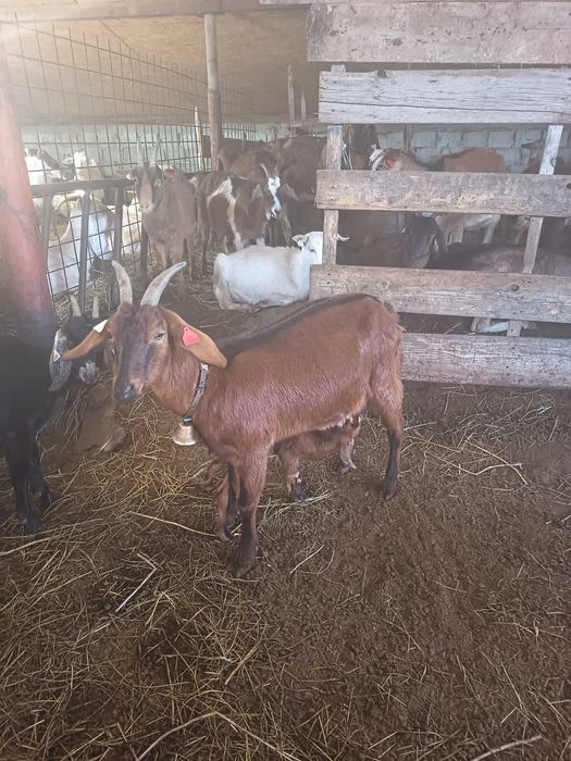 Capra fătată recent