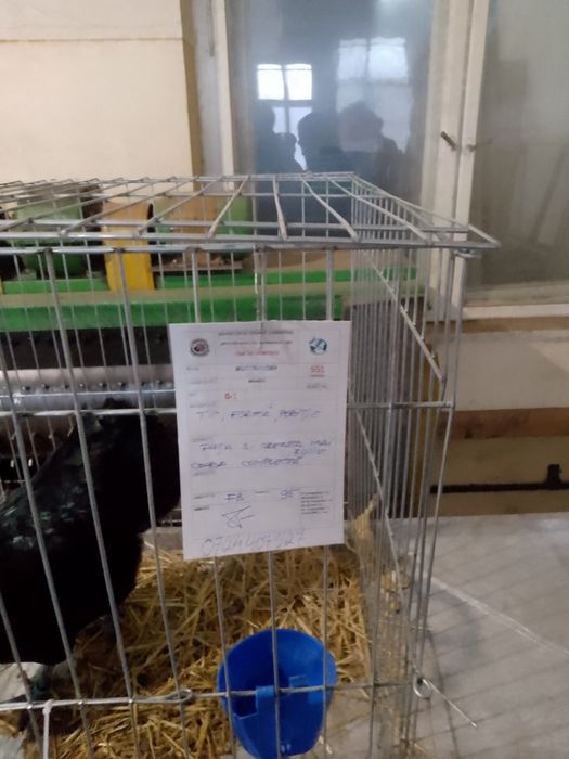 Oferta familie australorp!