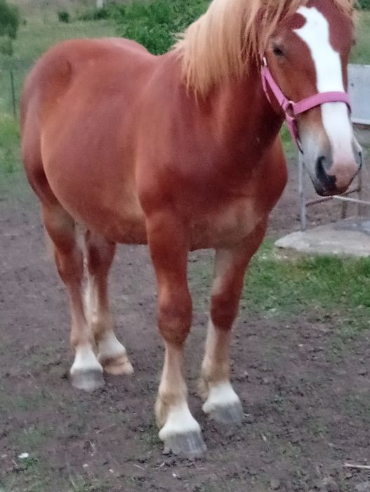 Vând mânz de 10 lunii