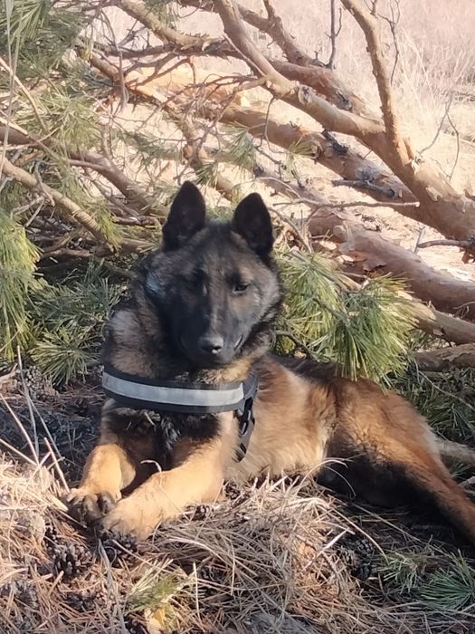 Продам бельгиискую овчарки (Малинуа)