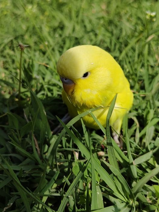 Попугай волнистый