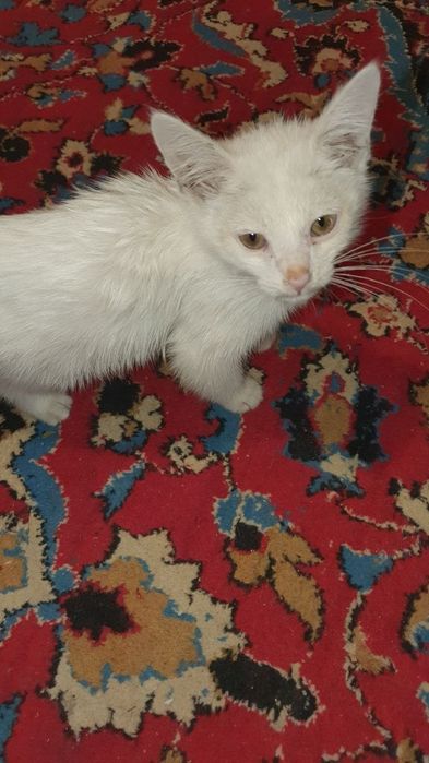 Котёнок белый пушистый кот