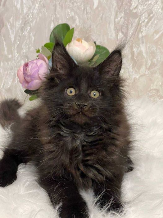 Продается Мальчик мейнкун