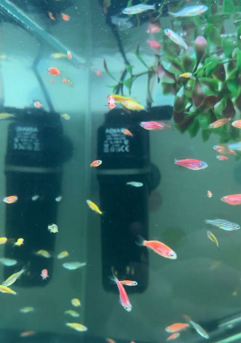 Продам аквариумеых рыбок данио