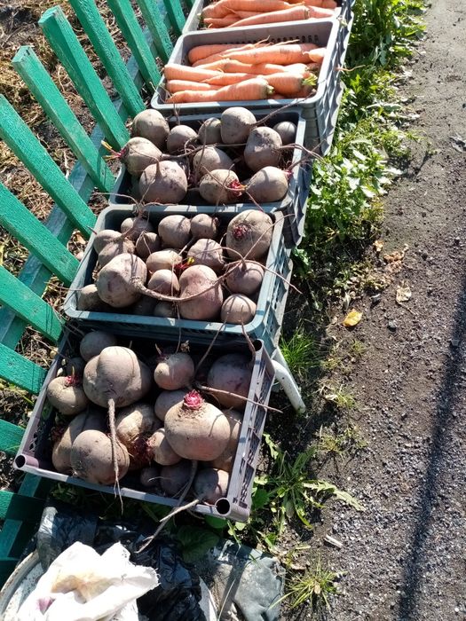 Продам свеклу с огорода.