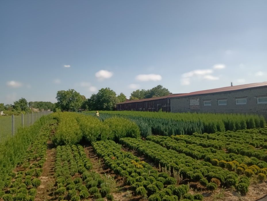 Tuia smaragd en gros