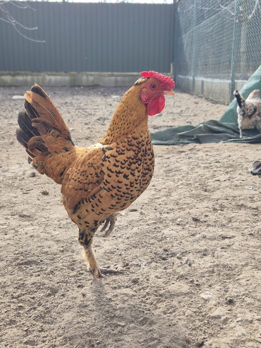 Cocoș pitic (liliput)