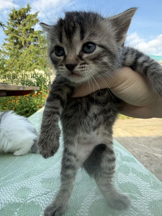 Котики в хорошие руки