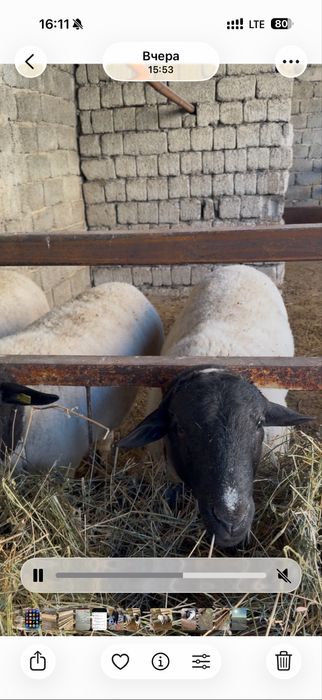 Наличными в кредит нету , дорпер африканские