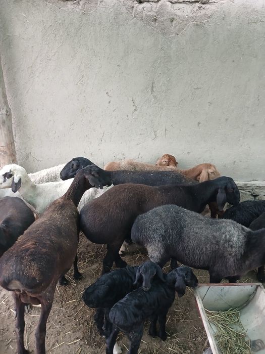 Zotli qo'y qozilar sotiladi