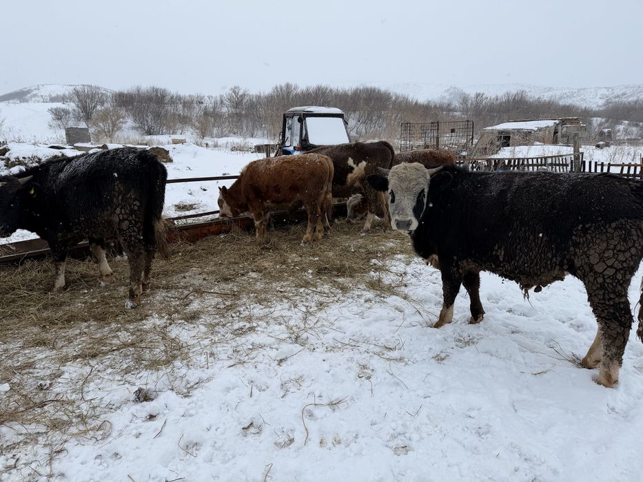 Продам бычков 1,5 годовалых