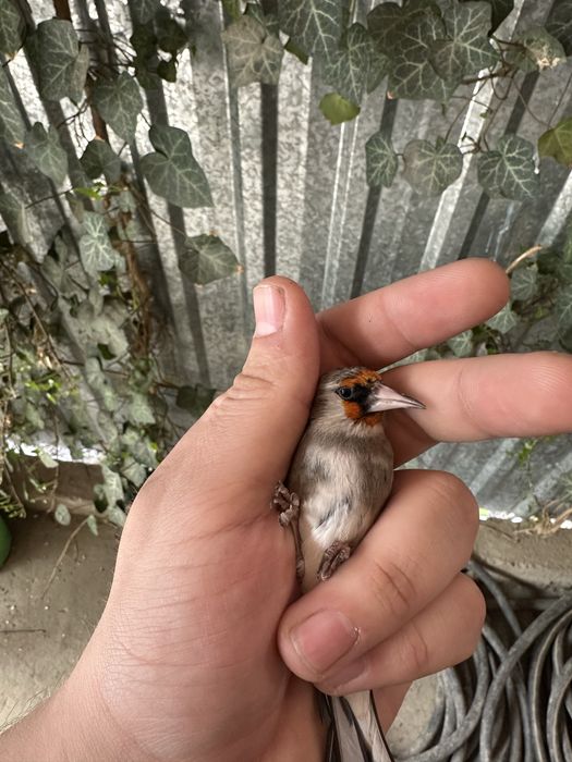 Sava sotiladi tule qush sayrashini telegramga yozsela tashap beraman