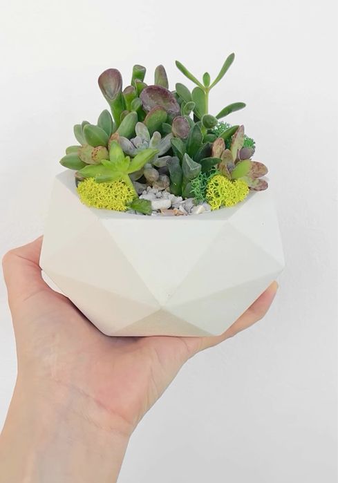 Aranjament floral Suculente