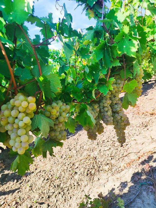 Struguri de vânzare pentru vin!