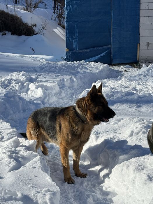 немецкая овчарка на вязку