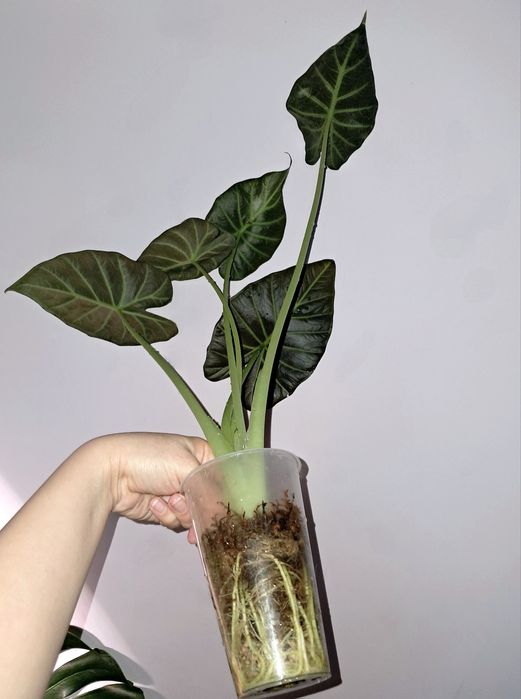 Алоказия.           .