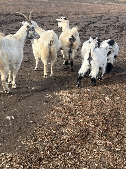 .Продам коз