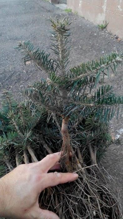Soiuri rezistente-rasaduri de conifere-cel mai mic pret!!!