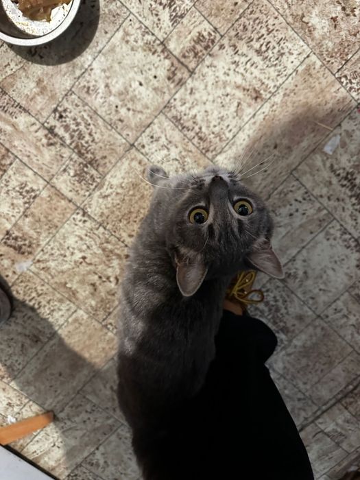 Отдам кошечку в добрые руки