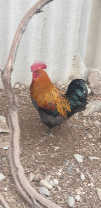 Продаются петухи породы маран,америукана, мехлинская кукушка,брама