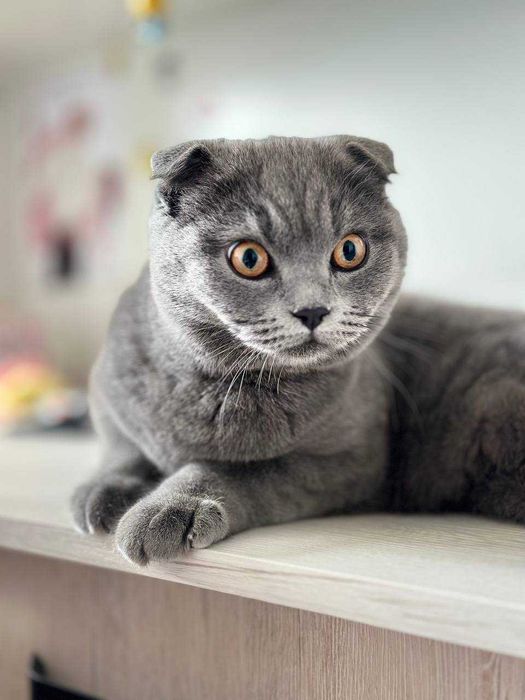 Чистокровный красивый котёнок очень умный ласковый с набывной шубкой.