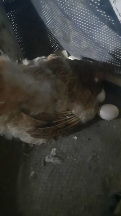 Курк товук сотилади соглом икки кун булди