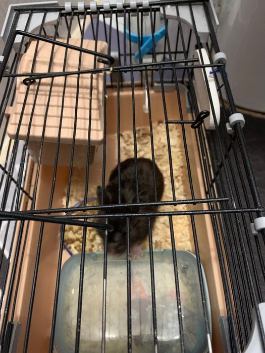 Отдам даром хомяка