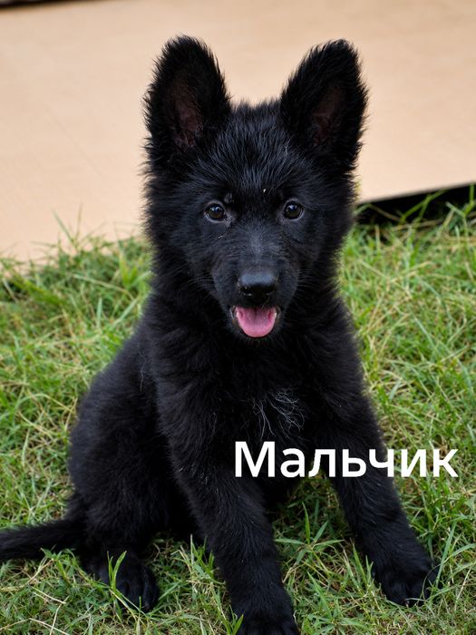 Щенки немецкой овчарки