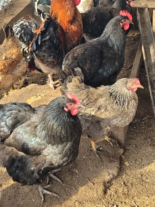 Инкубационное яицо