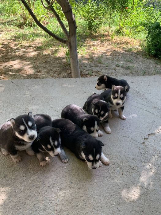 Sibirski haski ili xaski