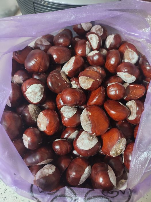 Продам лечебный коштан