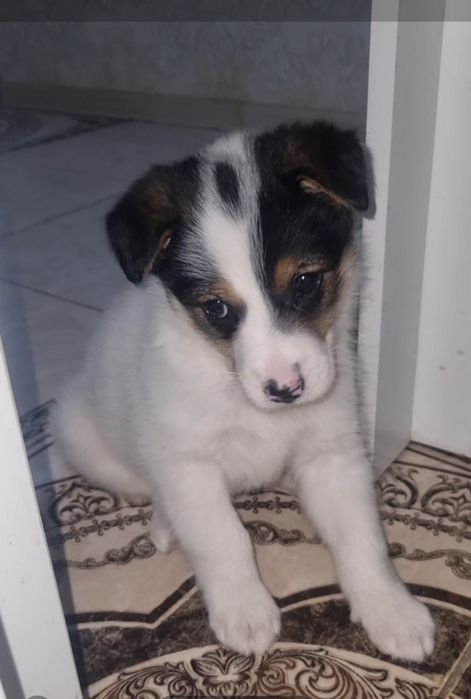 Шкода ищет мампап. Доставлю!