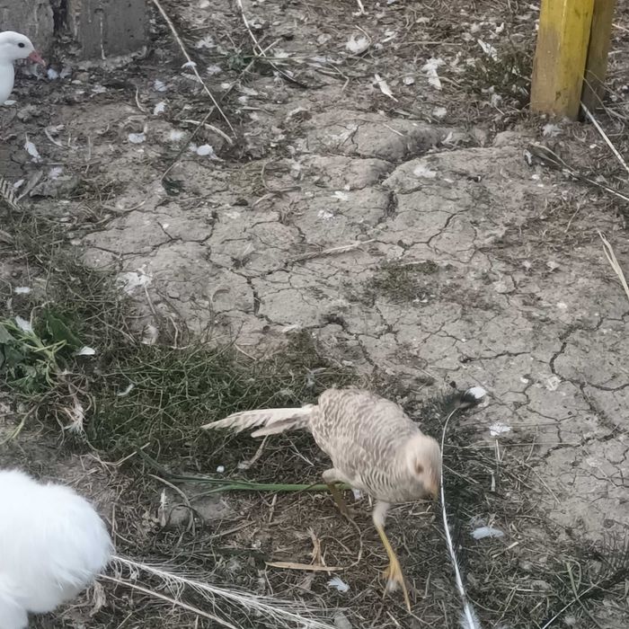 Fazani auriu pe galben